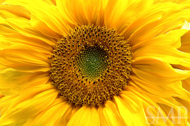 Sunflower Splendor